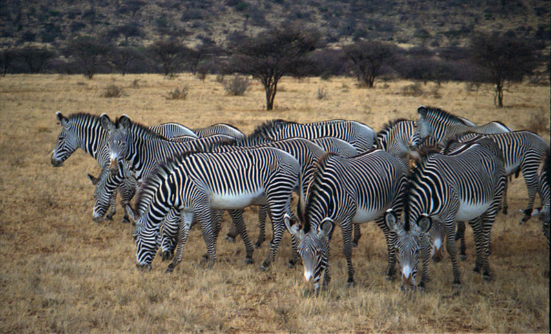 800px-samburu_grevys_zebra
